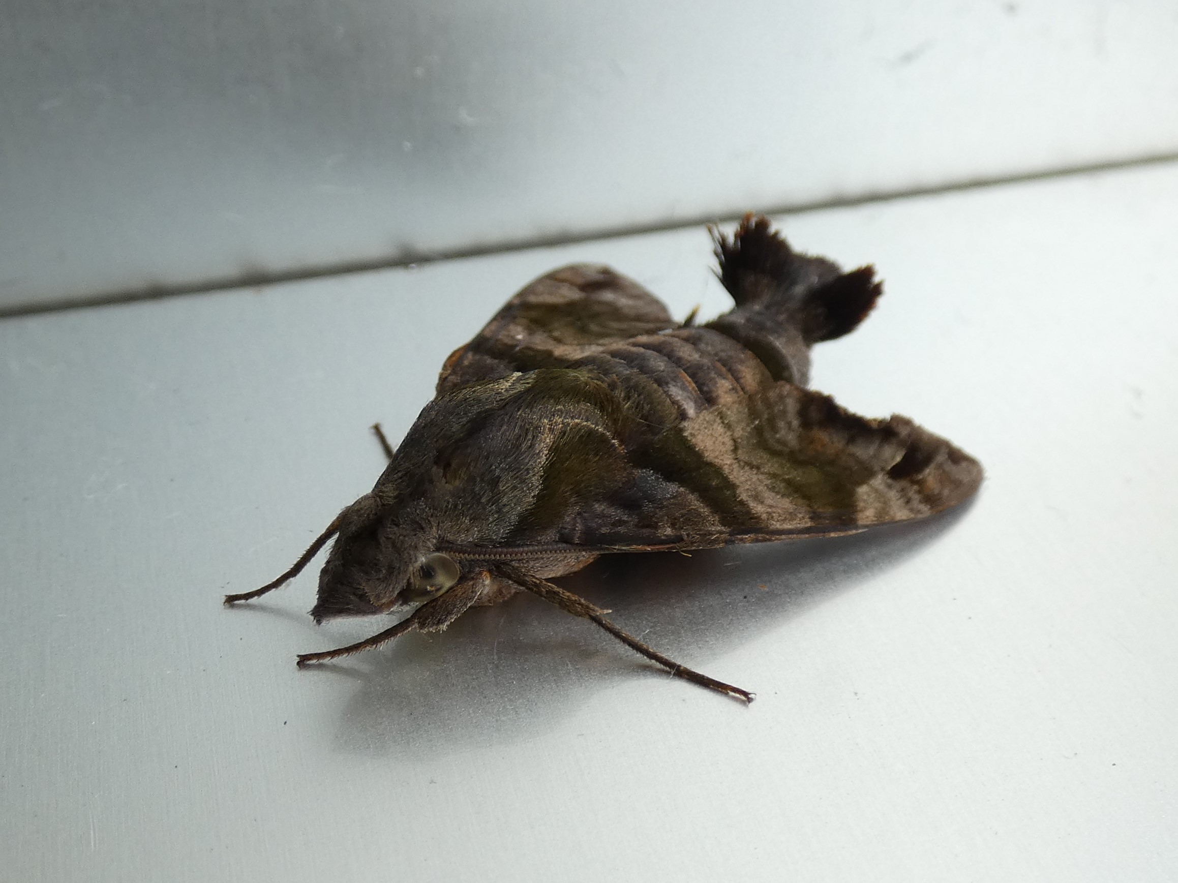 photo_2